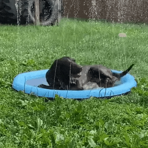 Een Golden Retriever springt vrolijk rond op een blauwe SplashPad™ FonteinMat, omringd door fonkelende waterstralen. De mat biedt verkoeling en plezier, perfect voor warme dagen. inicala.nl