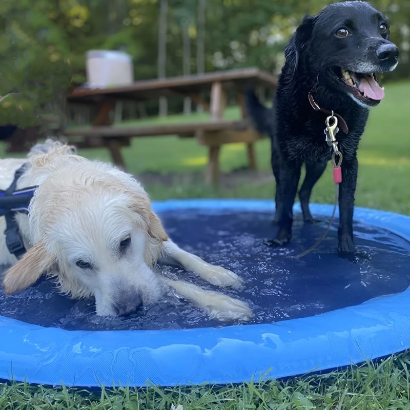 Twee honden spelen en ontspannen in een blauwe SplashPad™ FonteinMat in een groene tuin. De ene hond ligt in het water, terwijl de andere alert staat, genietend van verkoeling en zomers plezier. Perfect voor warme dagen! inicala.nl