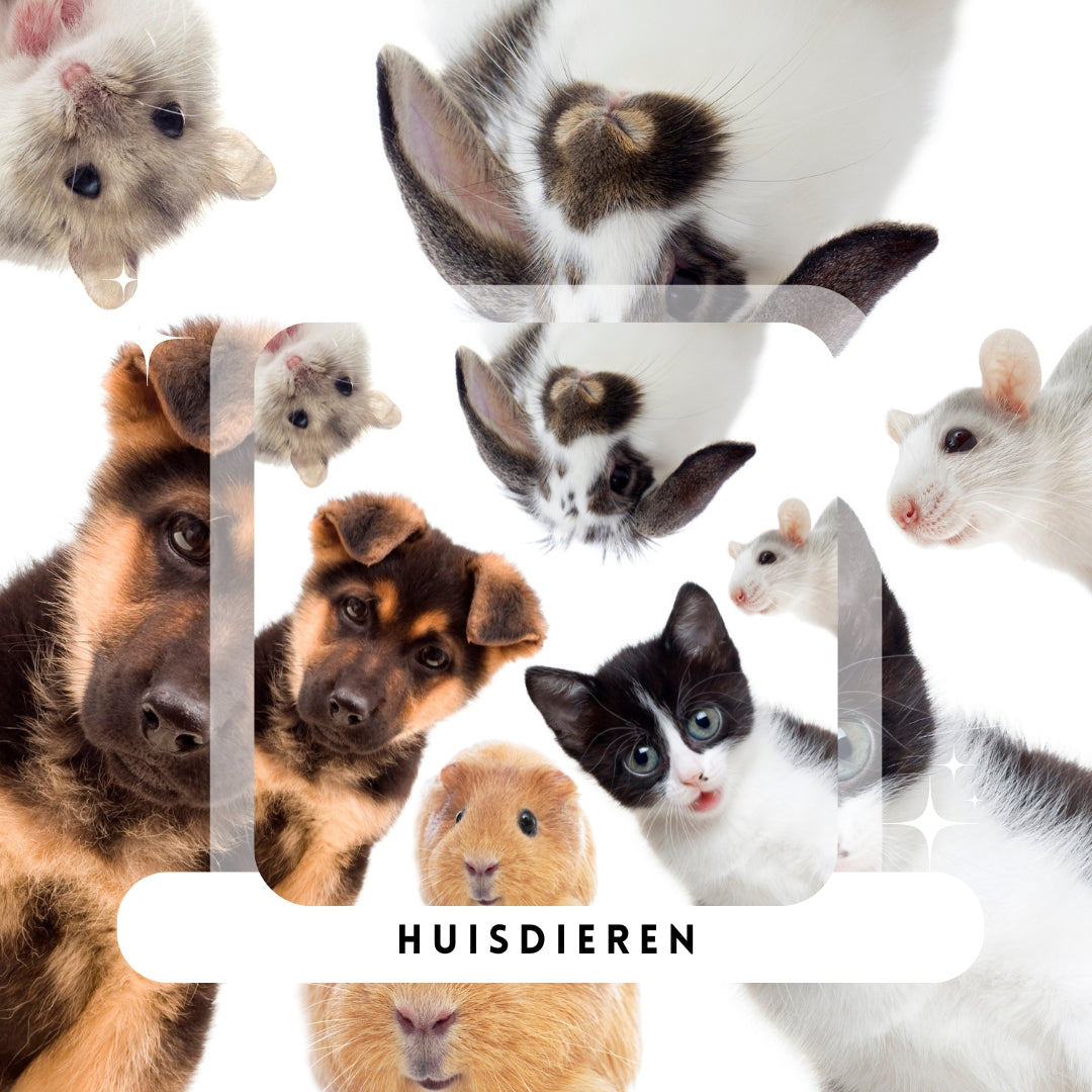 Ontdek onze uitgebreide collectie huisdieraccessoires. Van handige drinkflessen tot comfortabele bedden en speeltjes. Geef jouw huisdier het allerbeste met producten die speciaal zijn ontworpen voor comfort en zorg.